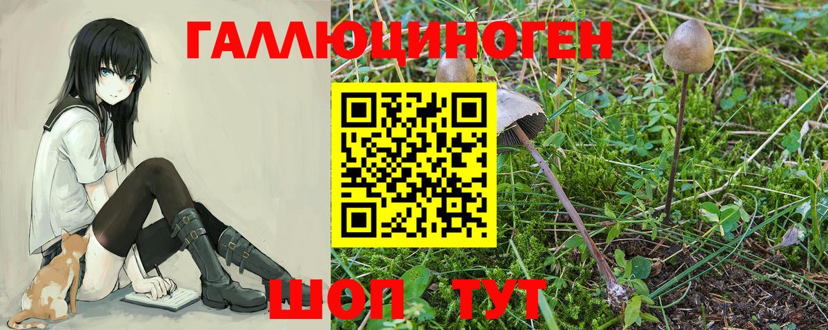 Псилоцибиновые грибы Psilocybine cubensis Лыткарино